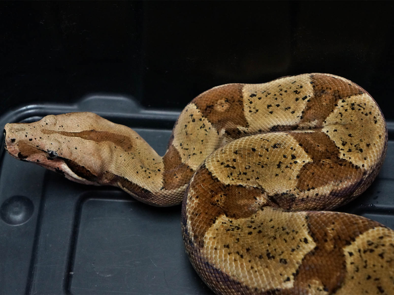2020 Male Hypo Jungle Het Anerythristic Boa Constrictor