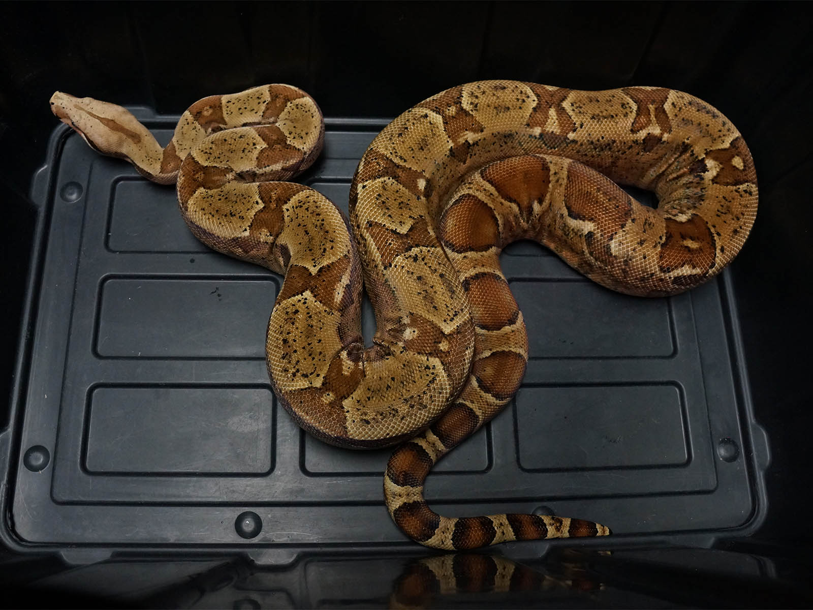 2020 Male Hypo Jungle Het Anerythristic Boa Constrictor