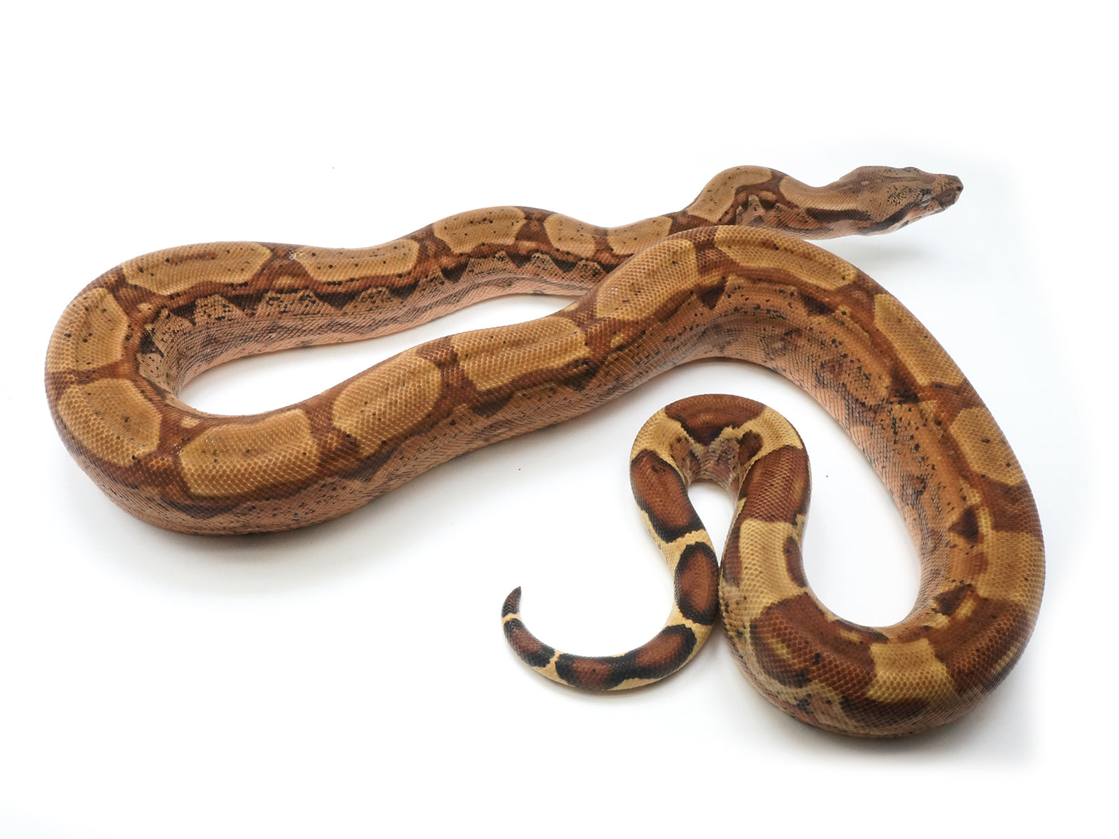 2020 Male Pastel Dream Monster Tail Hypo Arabesque 66% Het Khal Boa Constrictor