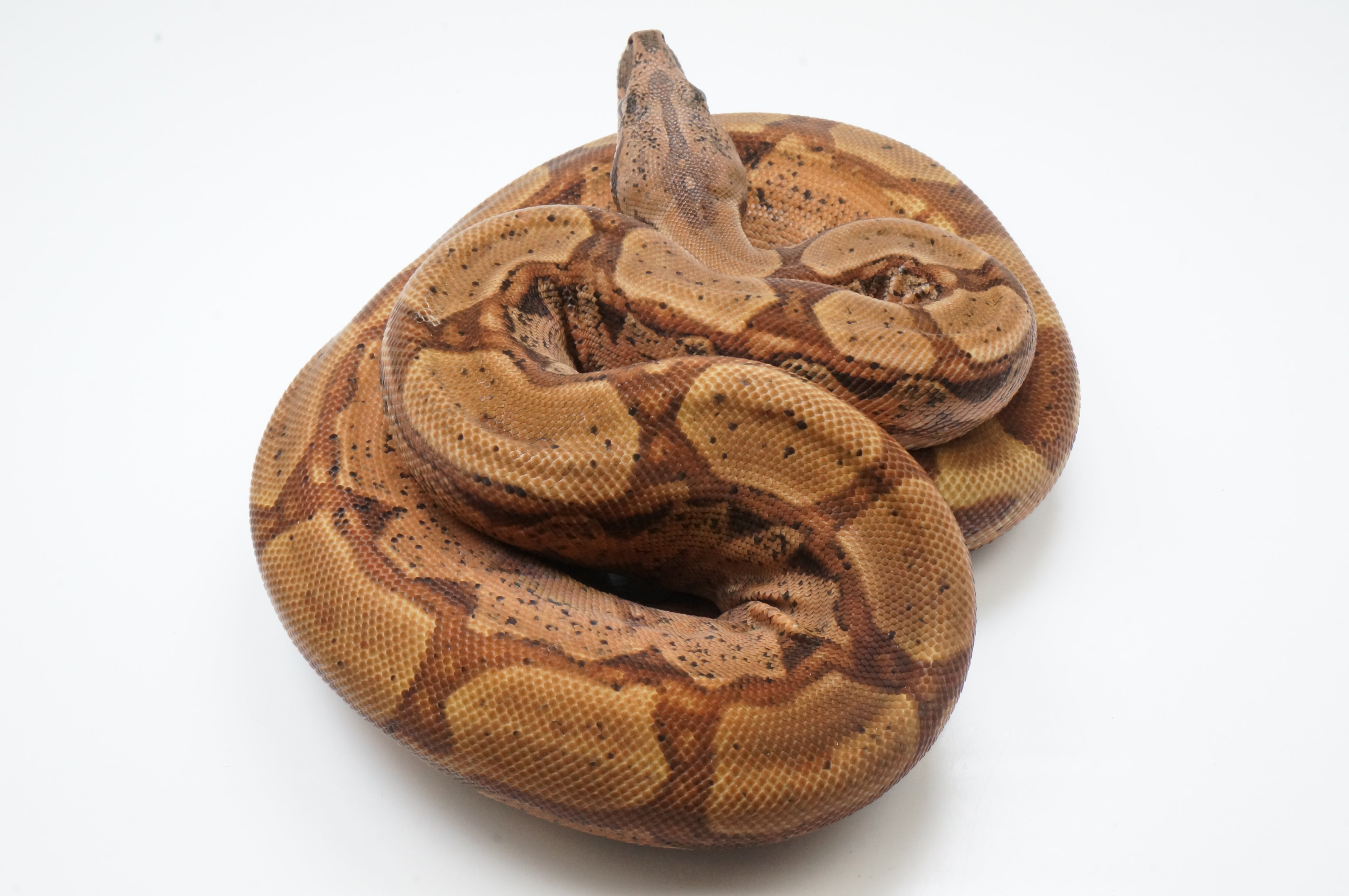 2020 Male Pastel Dream Monster Tail Hypo Arabesque 66% Het Khal Boa Constrictor