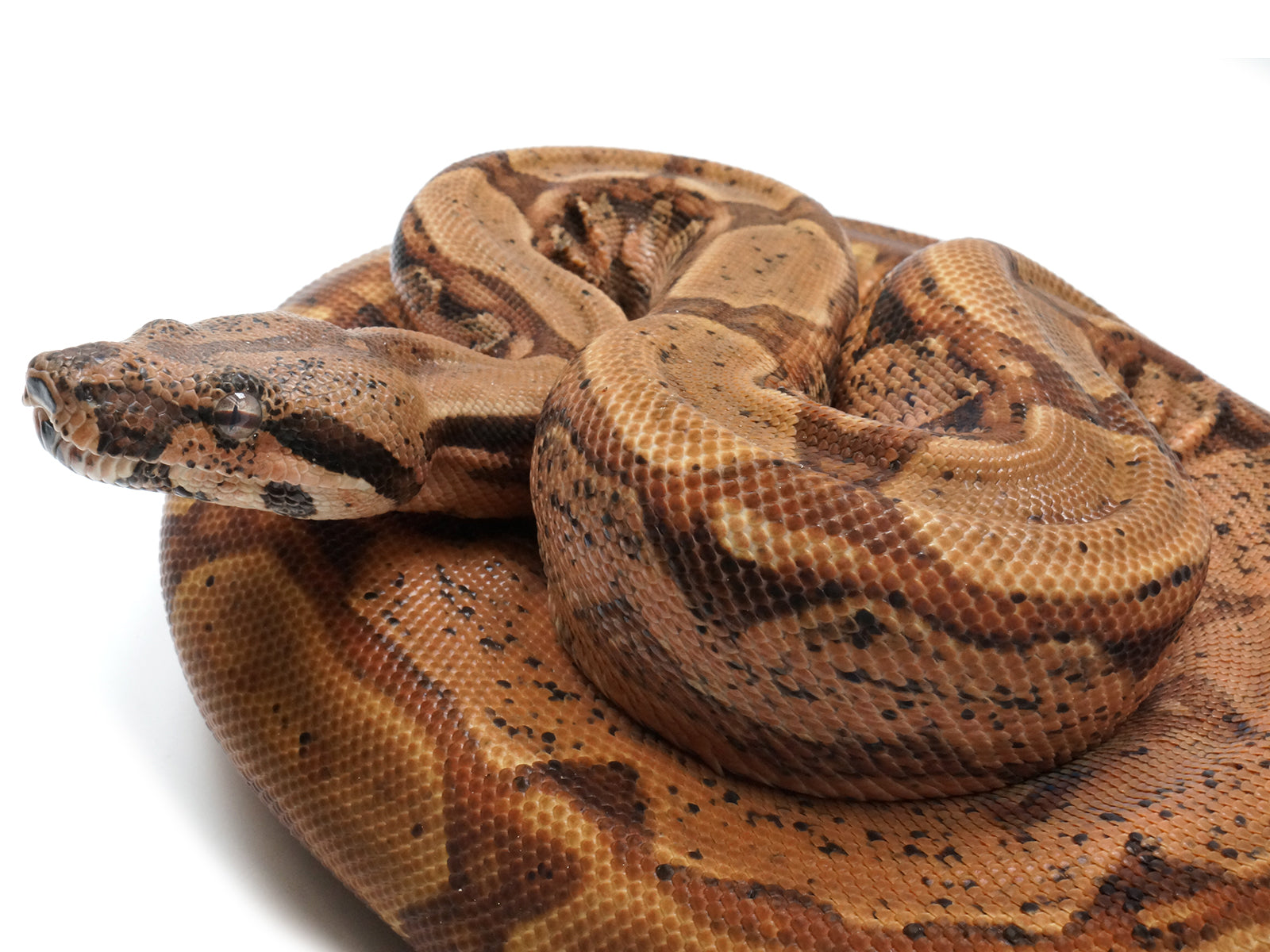 2020 Male Pastel Dream Monster Tail Hypo Arabesque 66% Het Khal Boa Constrictor