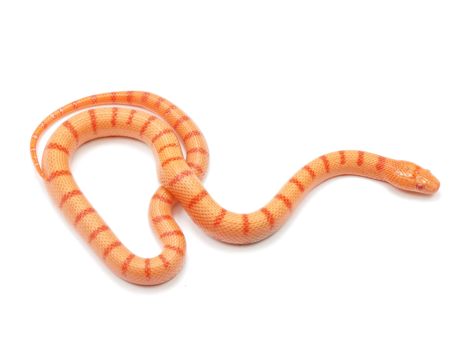 2021 Albino Thayeri Durango Mountain King Snake