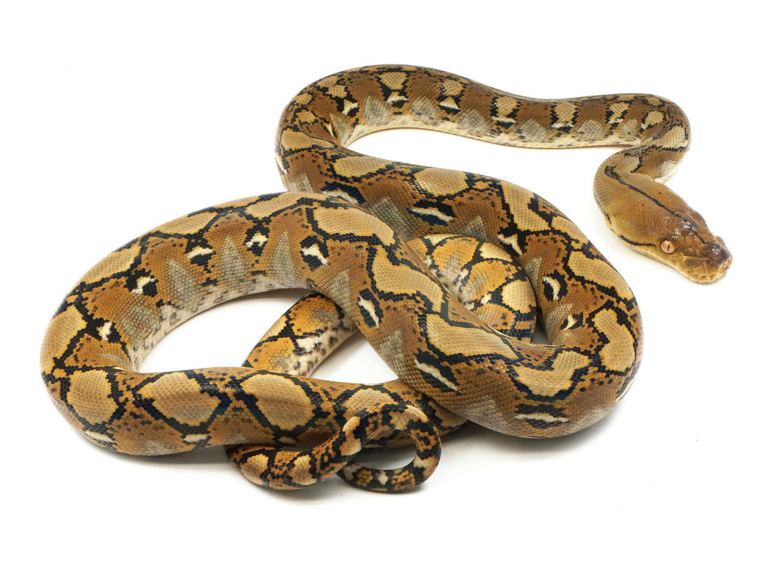 2021 Female 100% Het Ocelot 66% Het. Caramel Reticulated Python