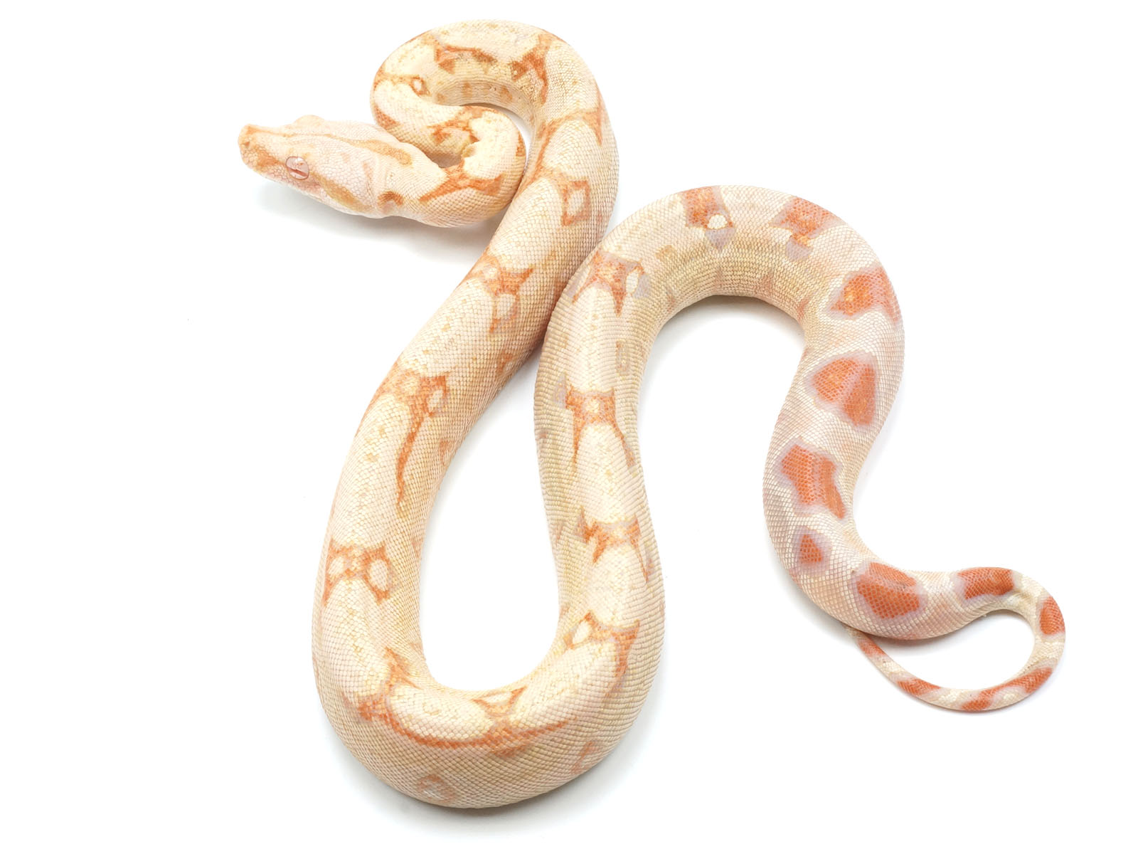 2021 Female Albino IMG From Squaretail Boa Constrictor