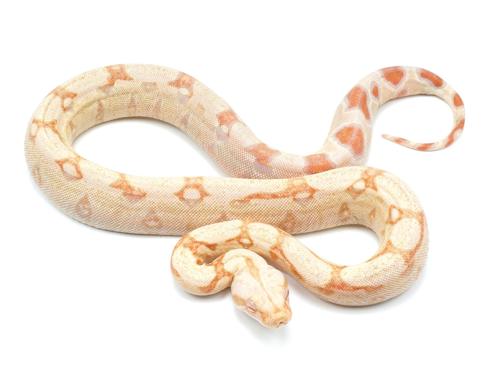 2021 Female Albino IMG From Squaretail Boa Constrictor
