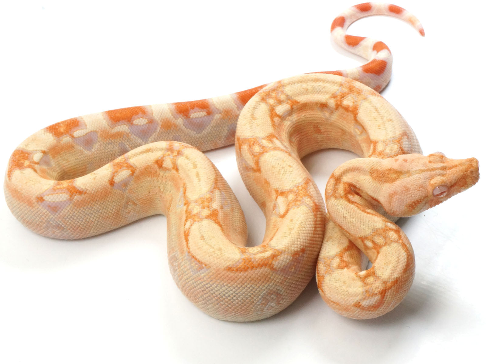 2021 Female Albino IMG Jungle Boa Constrictor