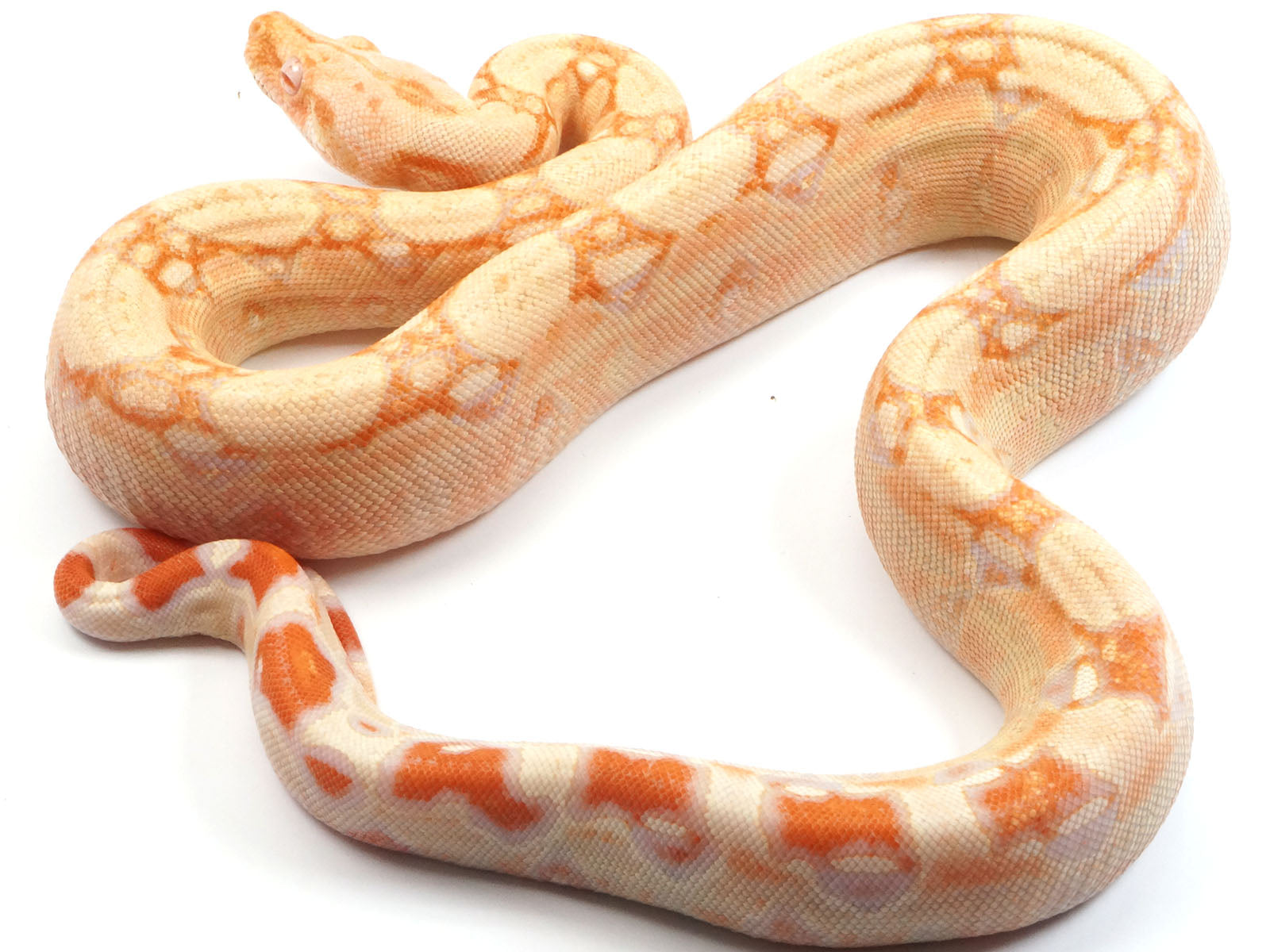 2021 Female Albino IMG Jungle Boa Constrictor