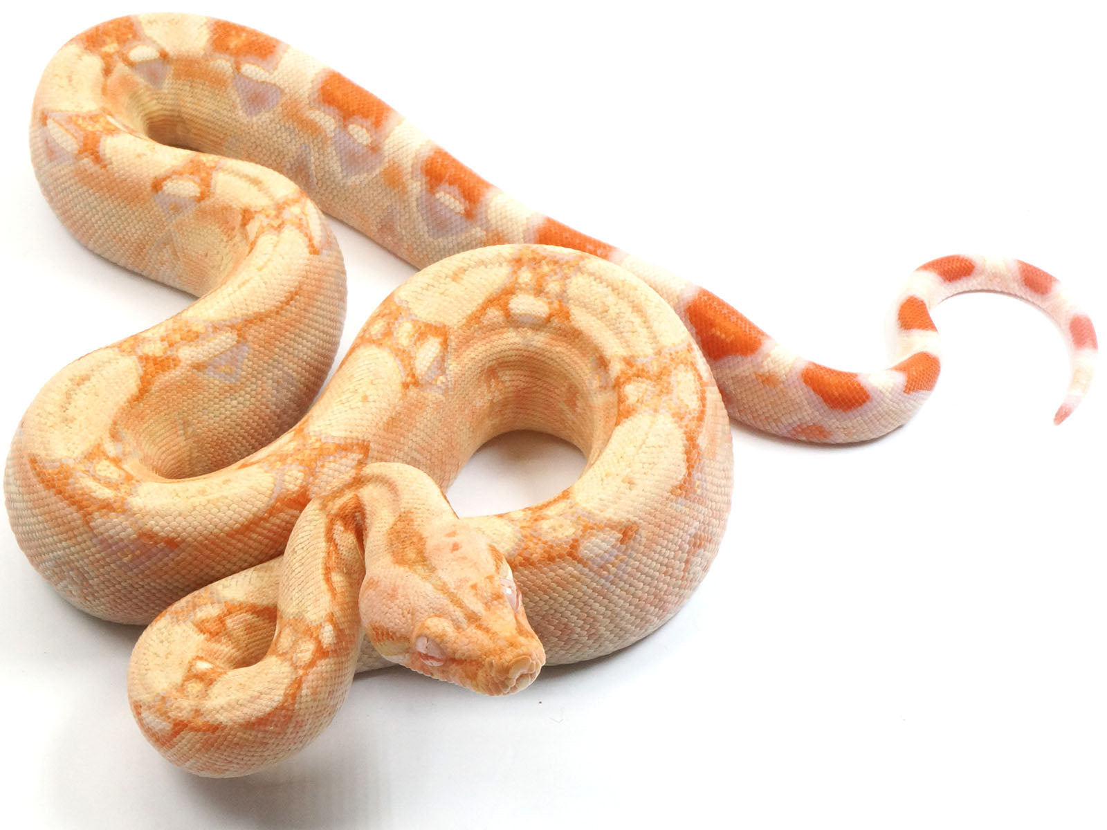 2021 Female Albino IMG Jungle Boa Constrictor