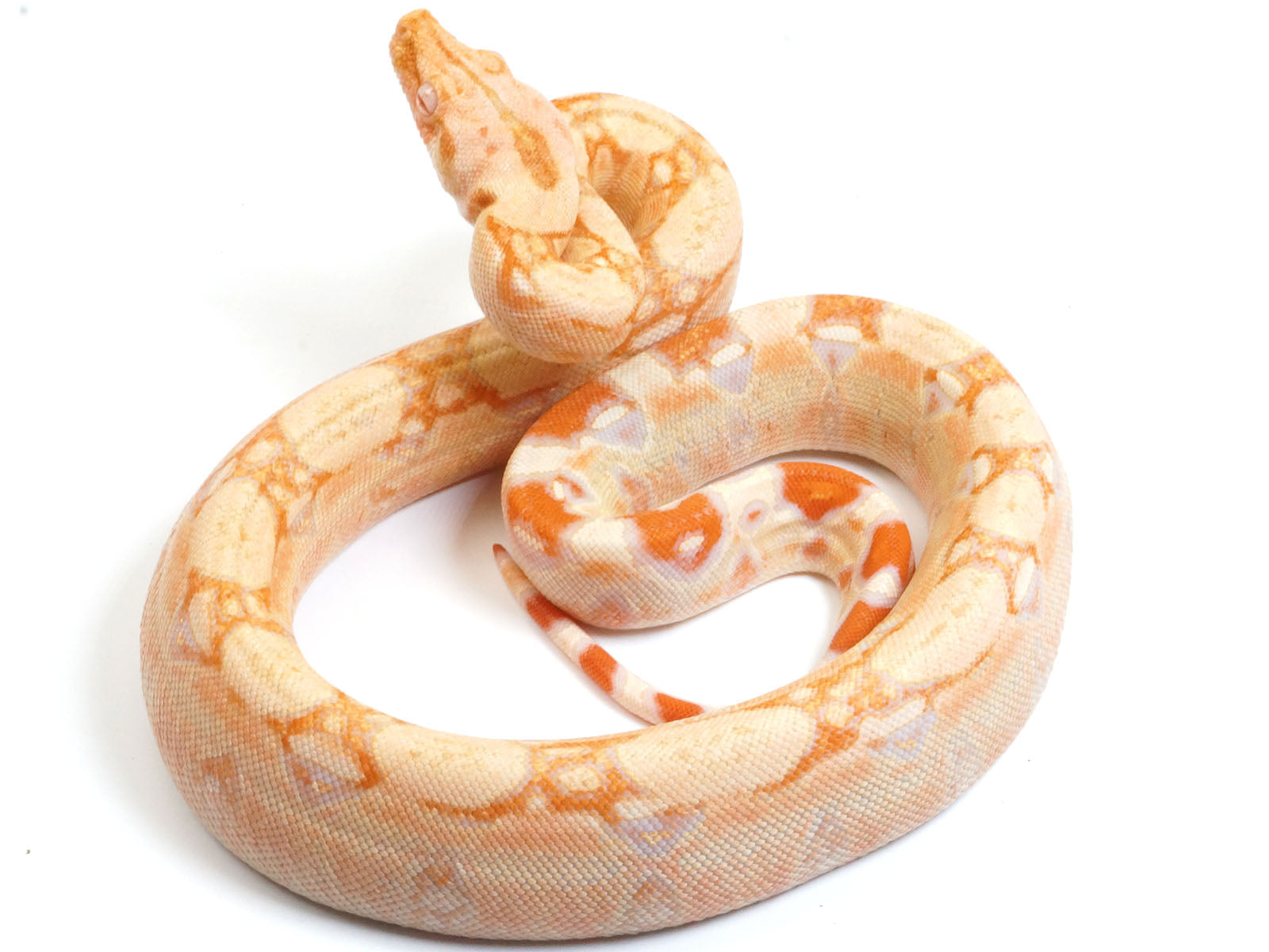 2021 Female Albino IMG Jungle Boa Constrictor