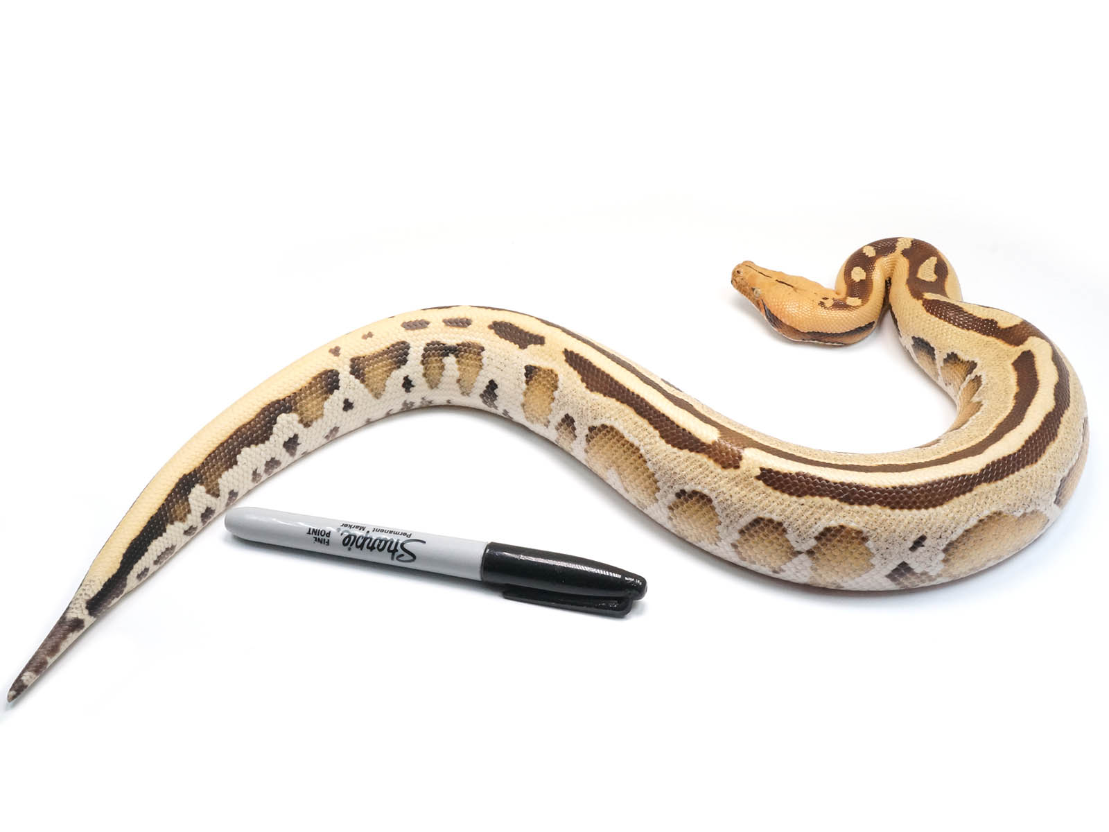 2021 Female Borneo Short Tail Python