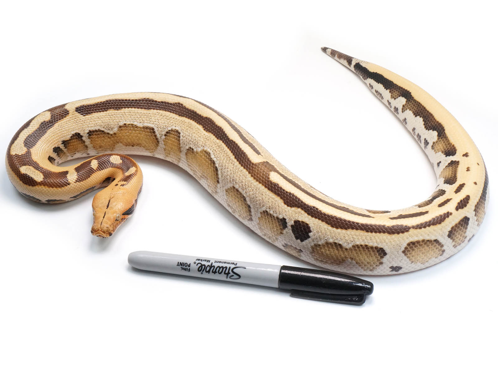 2021 Female Borneo Short Tail Python