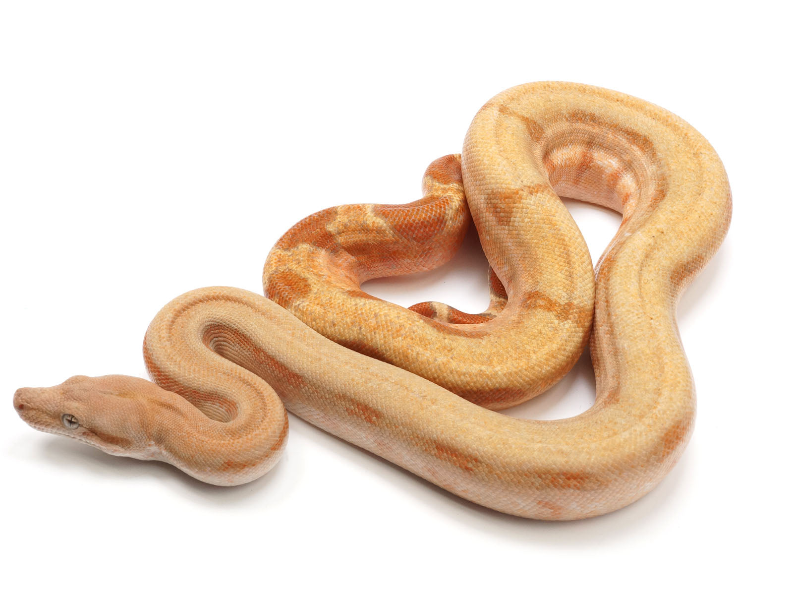 2021 Female Burke T+ Albino Fire Hypo R-Stripe Boa Constrictor