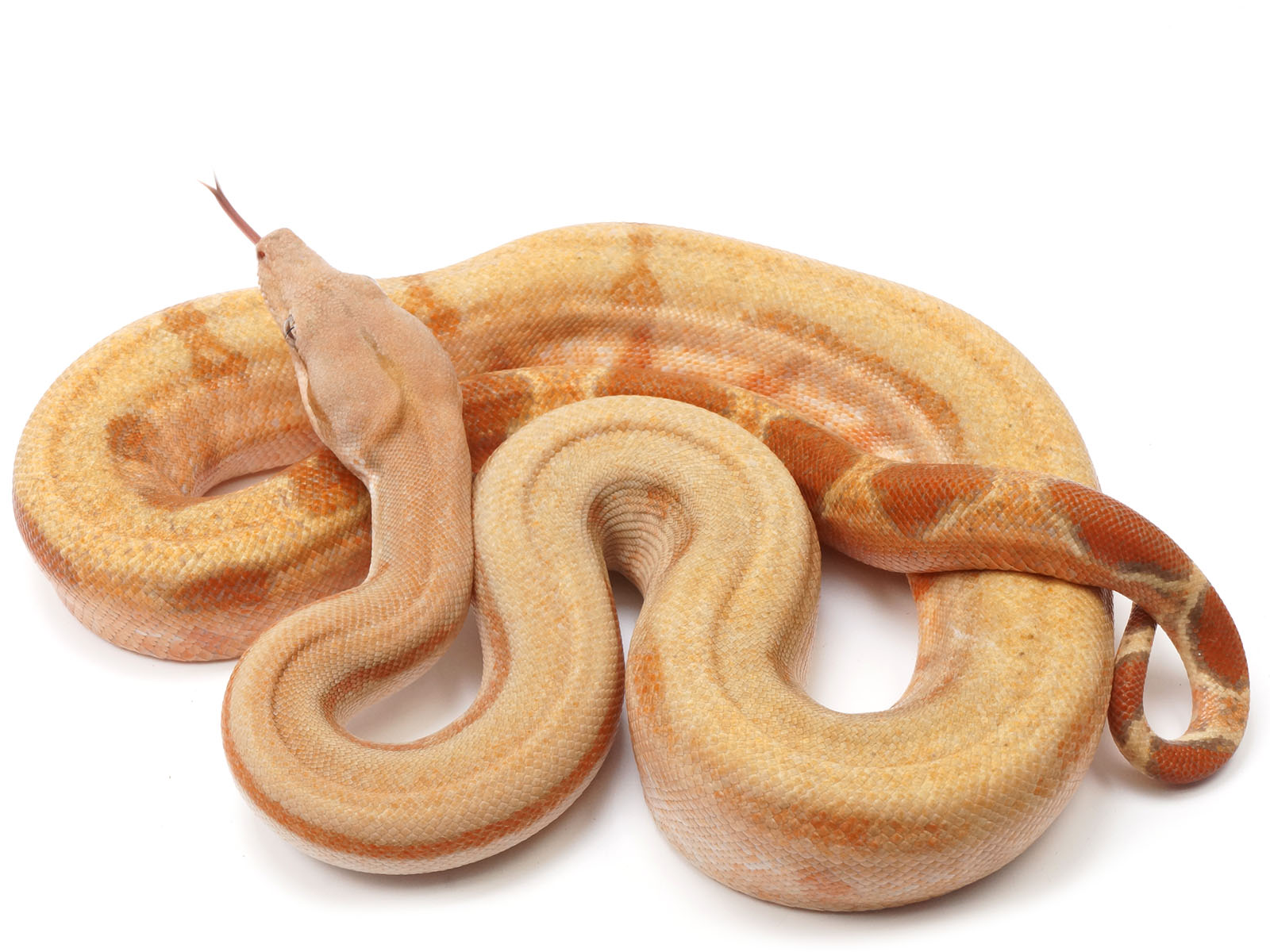 2021 Female Burke T+ Albino Fire Hypo R-Stripe Boa Constrictor