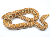 Load image into Gallery viewer, 2021 Female Gulf Coast Caramel Burmese Python