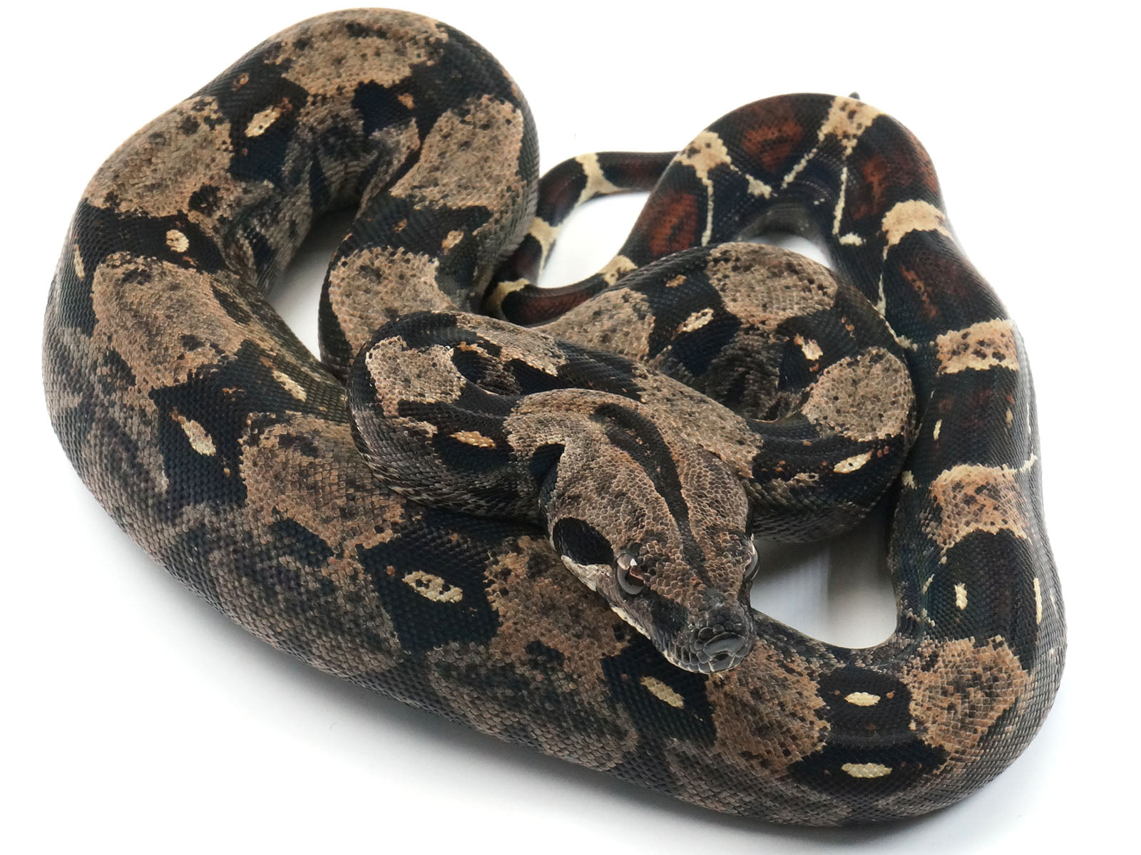 2021 Female Jungle Possible Super Stripe Boa Constrictor