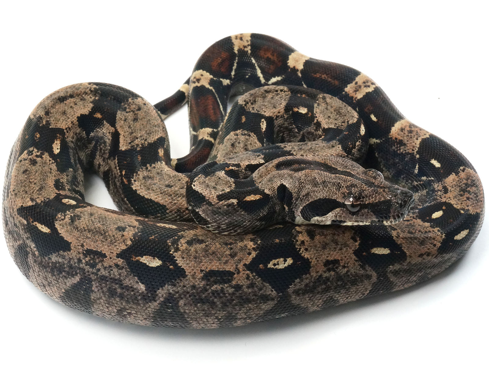 2021 Female Jungle Possible Super Stripe Boa Constrictor