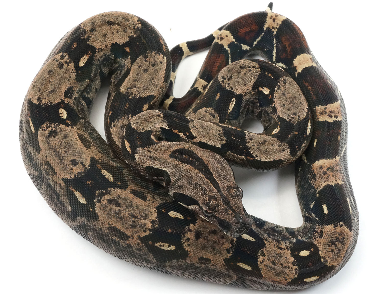 2021 Female Jungle Possible Super Stripe Boa Constrictor