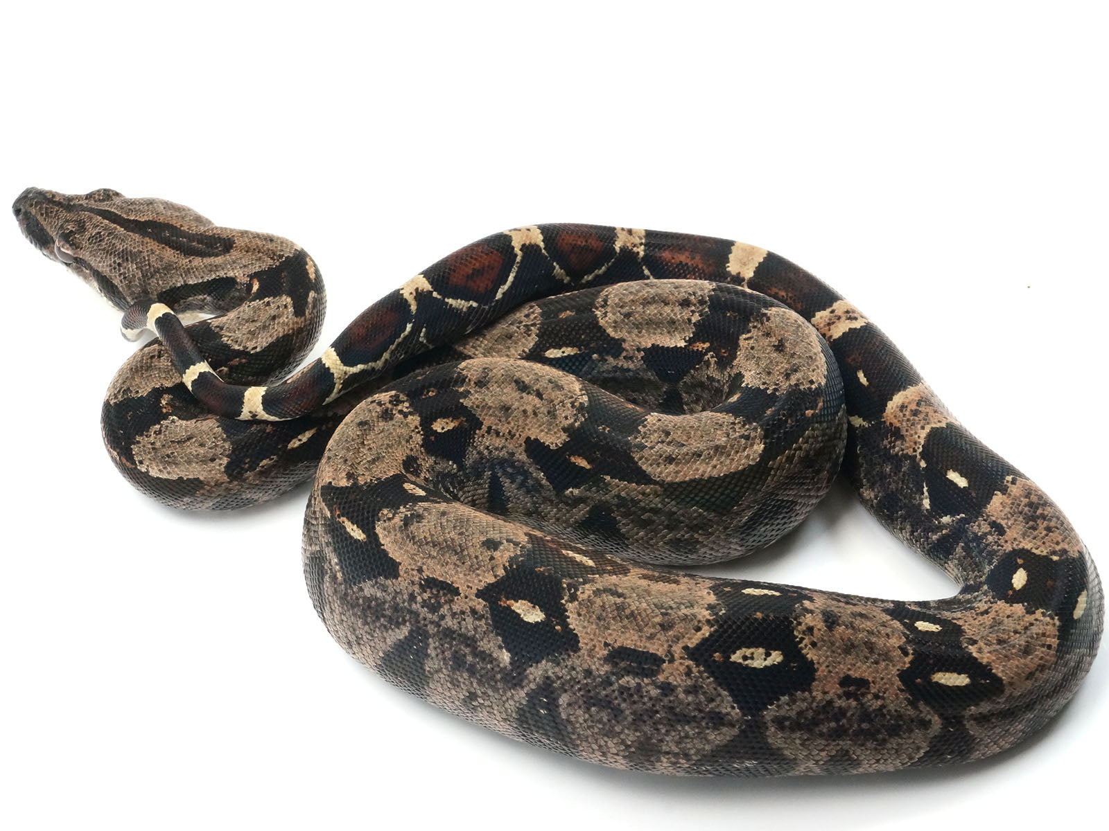 2021 Female Jungle Possible Super Stripe Boa Constrictor