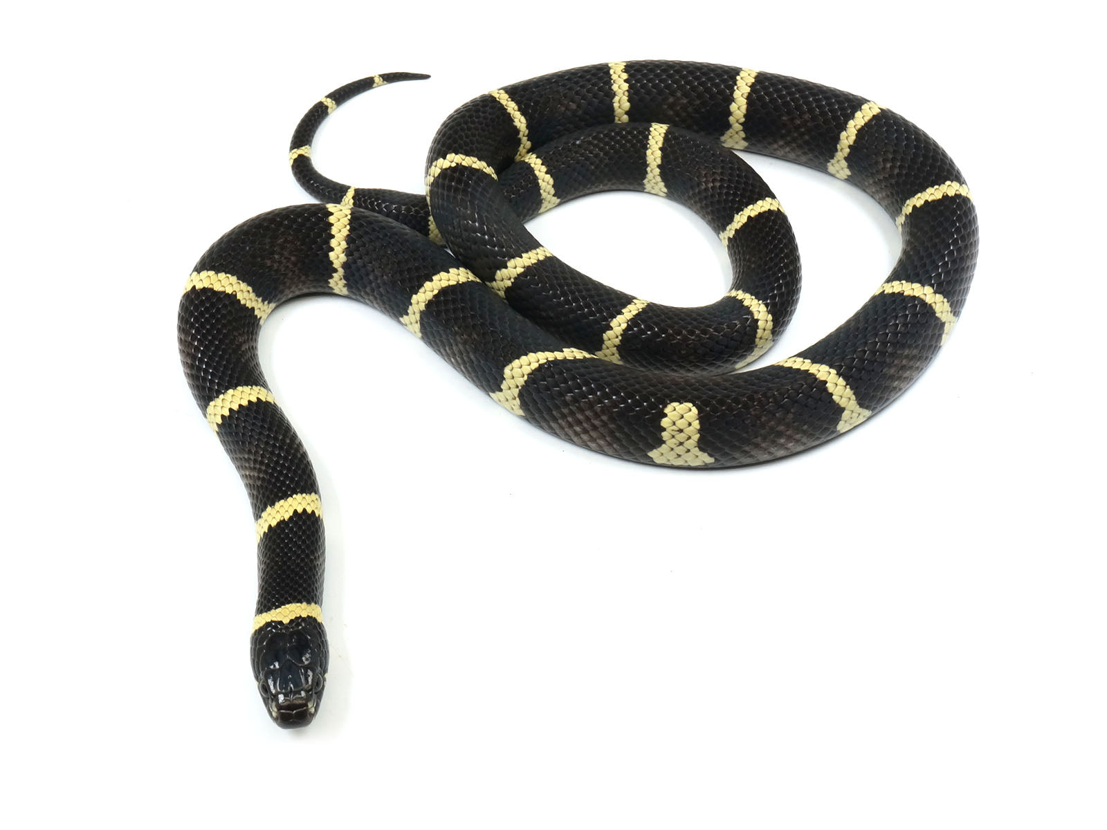 2021 Female King Duran Gray-banded California King Snake X Honduran Milk Snake