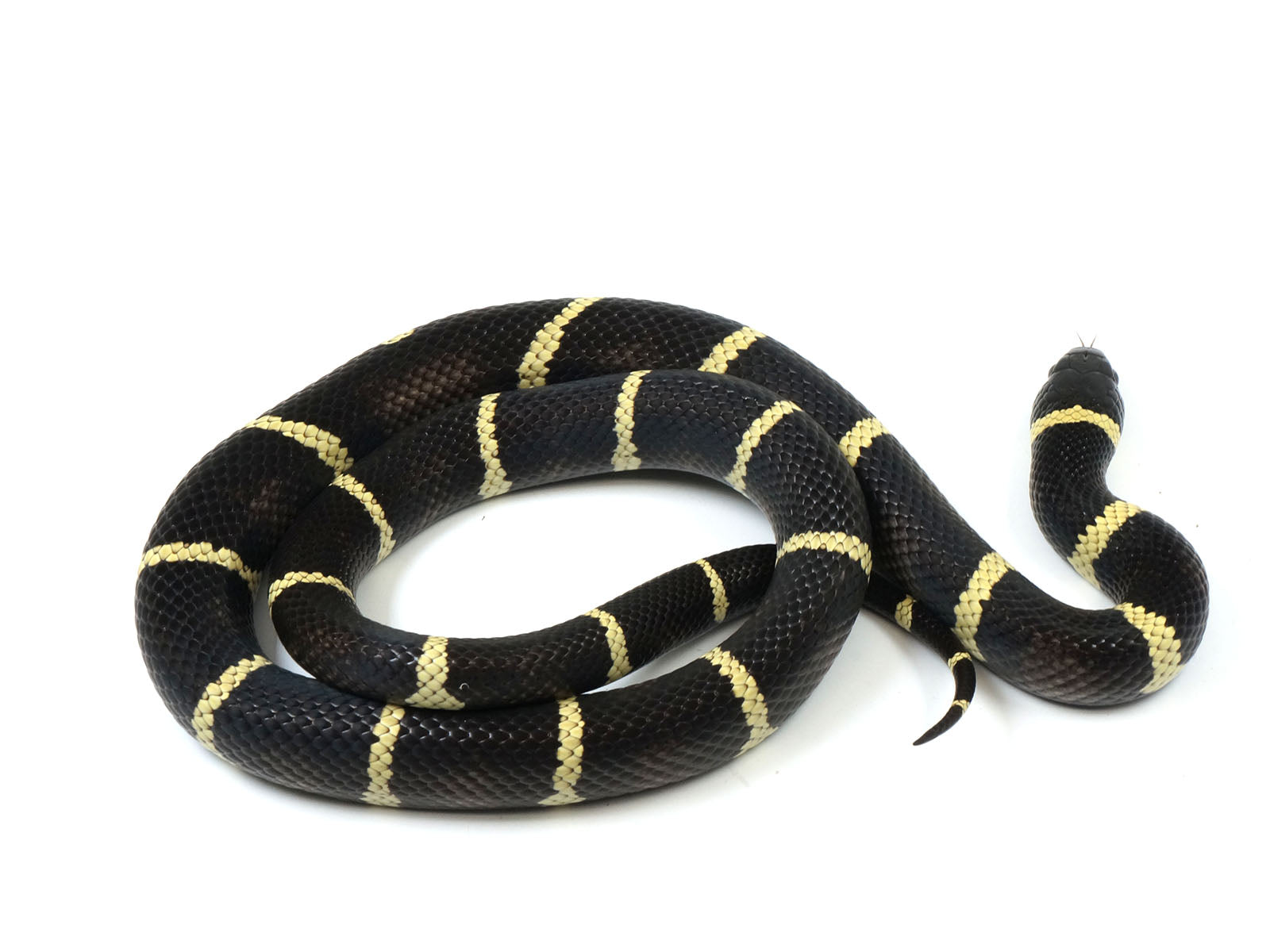 2021 Female King Duran Gray-banded California King Snake X Honduran Milk Snake