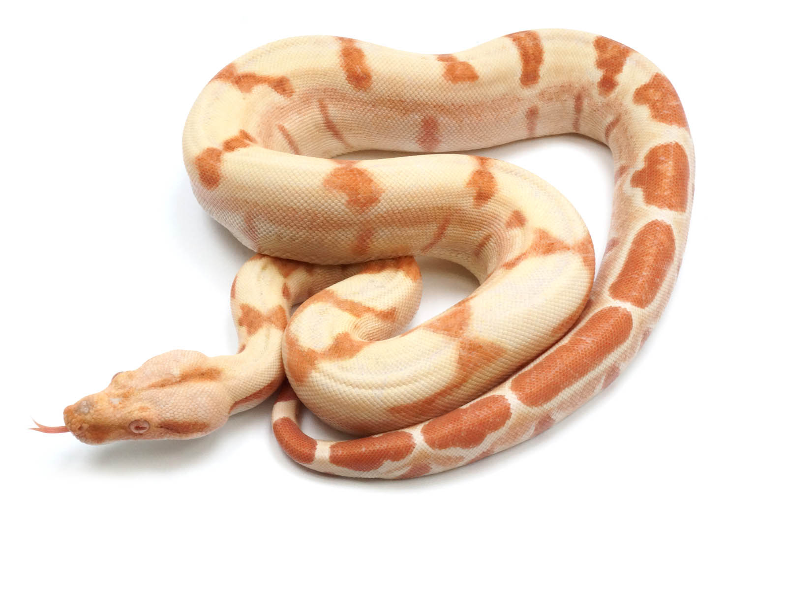 2021 Female Lipstick Line Albino Sunglow Boa Constrictor - Exceptional