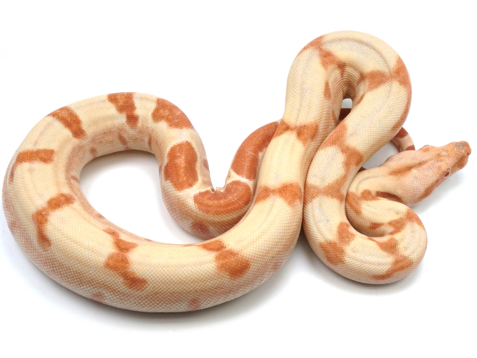 2021 Female Lipstick Line Albino Sunglow Boa Constrictor - Exceptional