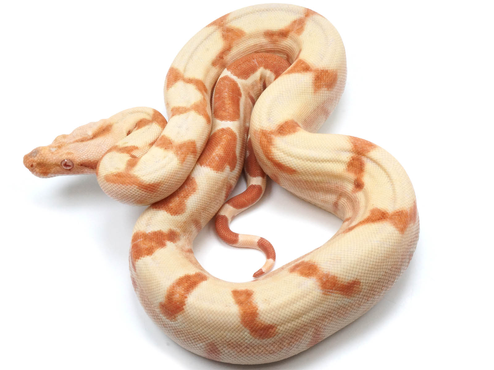 2021 Female Lipstick Line Albino Sunglow Boa Constrictor - Exceptional