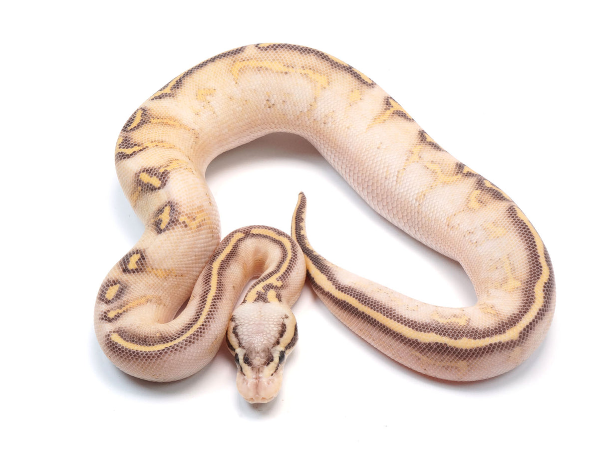 2021 Female Pastel Highway + Ball Python. – New England 2021 Female Pastel Highway + Ball Python. – New England