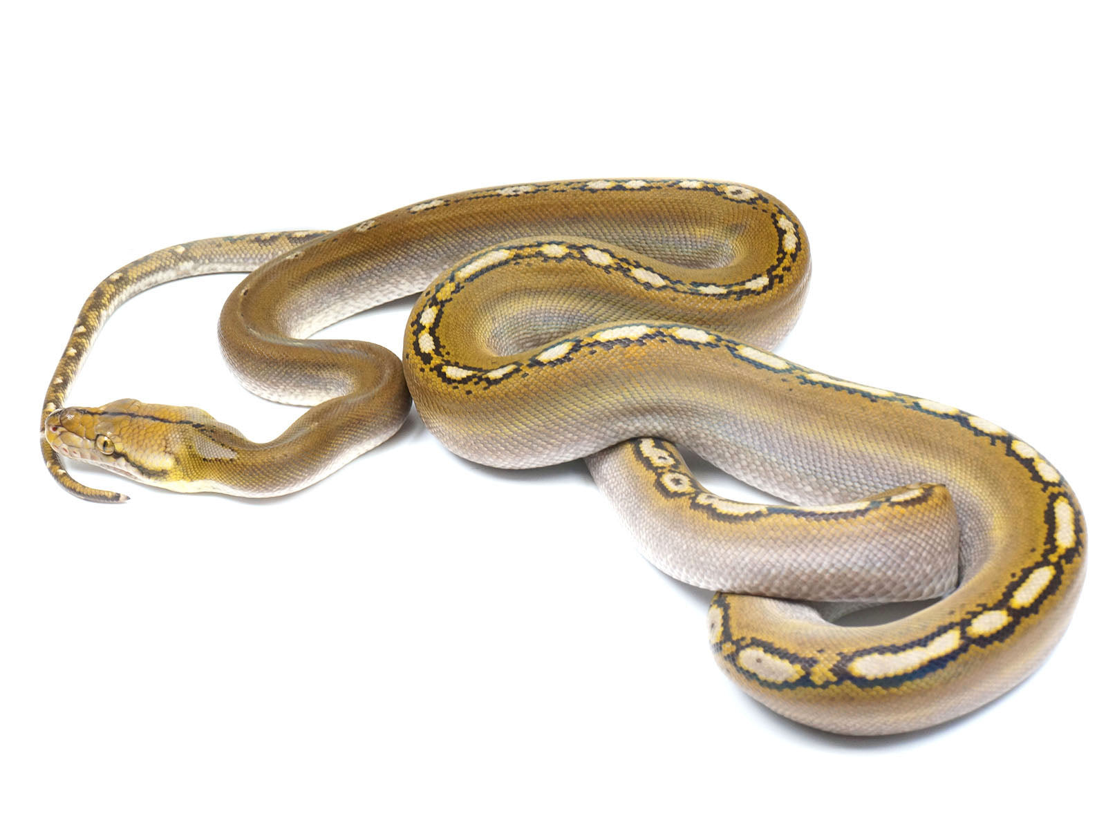2021 Female Phantom Motley Het. Albino Reticulated Python