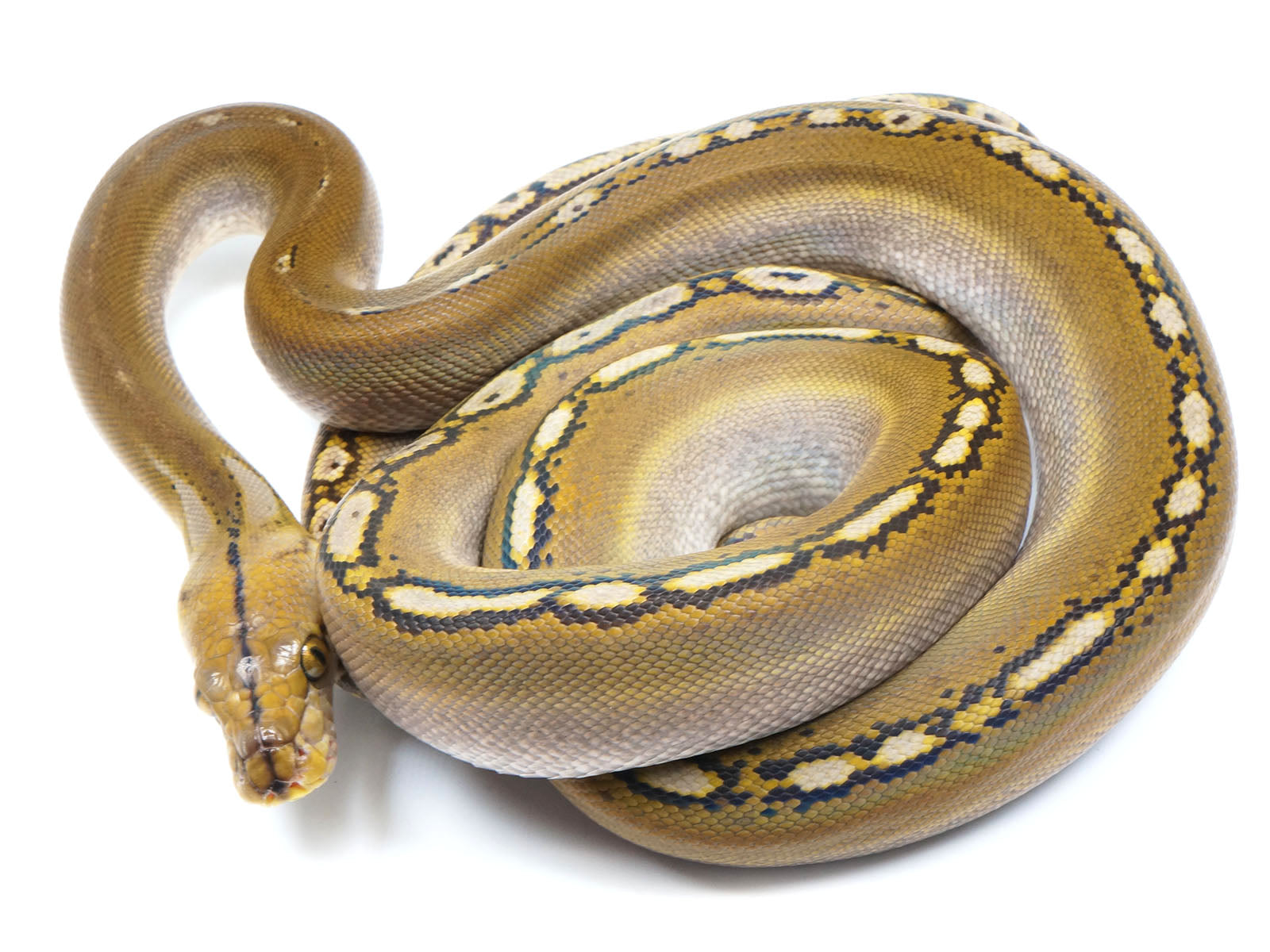 2021 Female Phantom Motley Het. Albino Reticulated Python