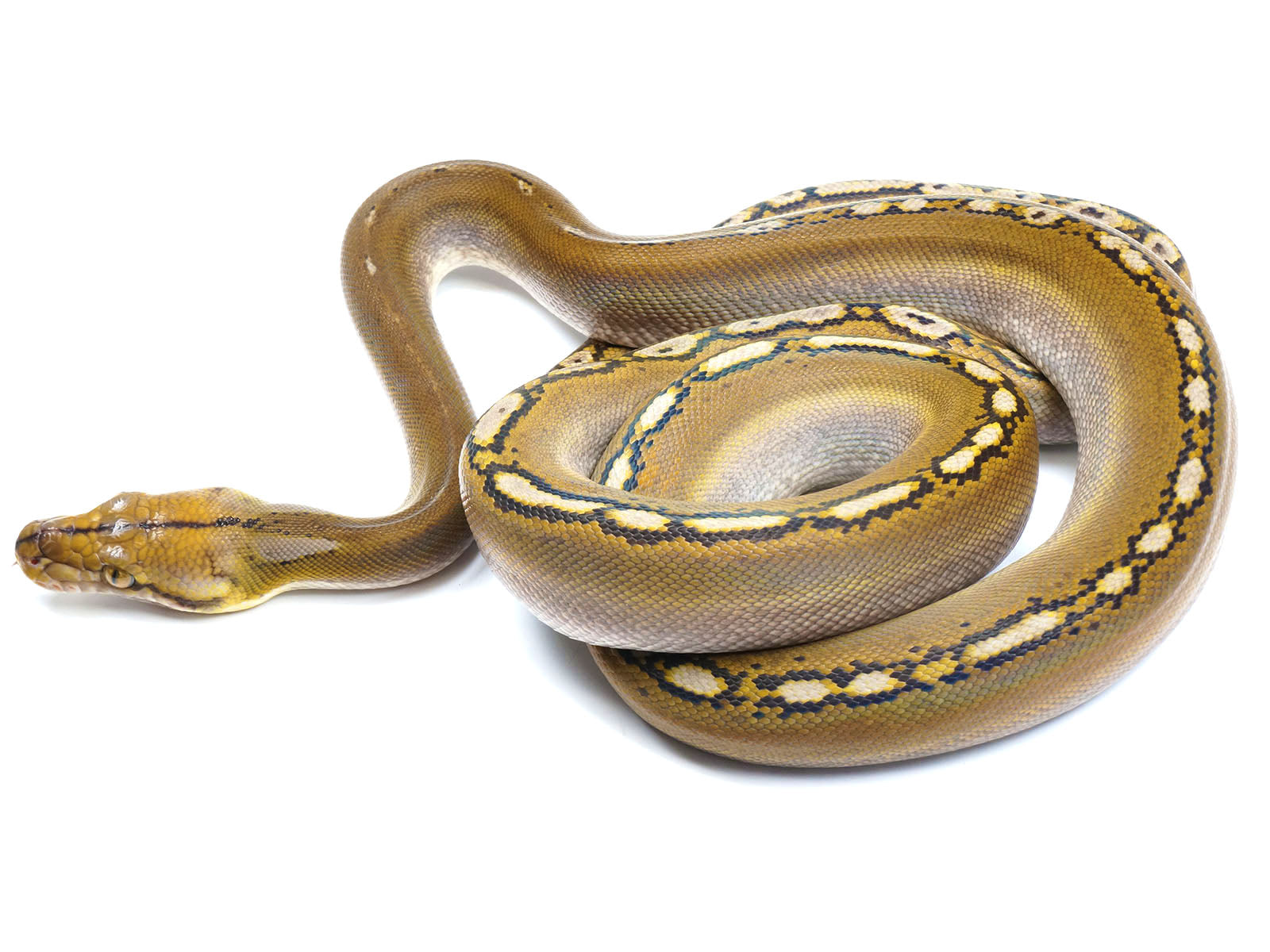 2021 Female Phantom Motley Het. Albino Reticulated Python