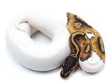 Load image into Gallery viewer, 2021 Female Pied Ball Python