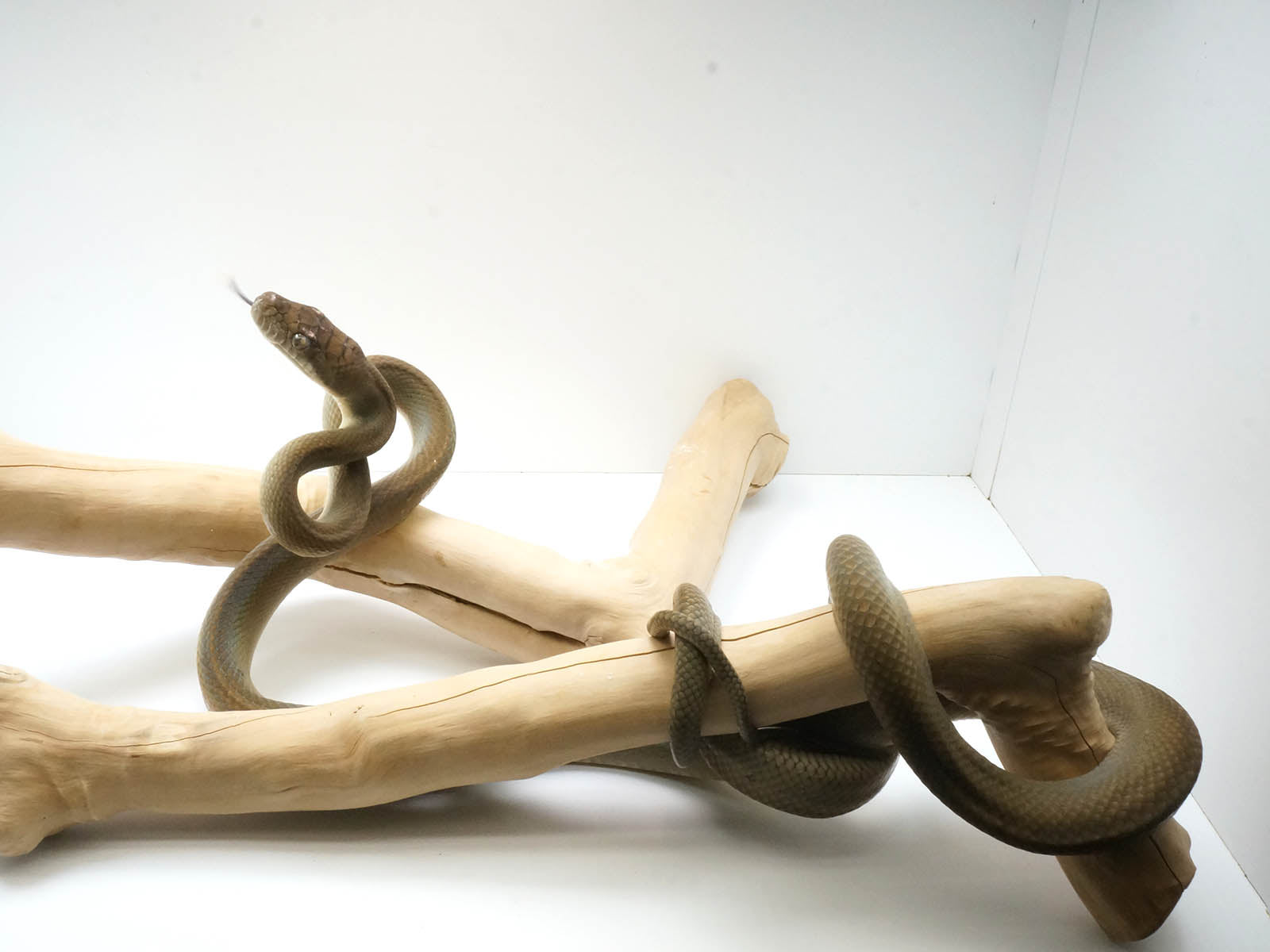 2021 Female Southern Scrub Python