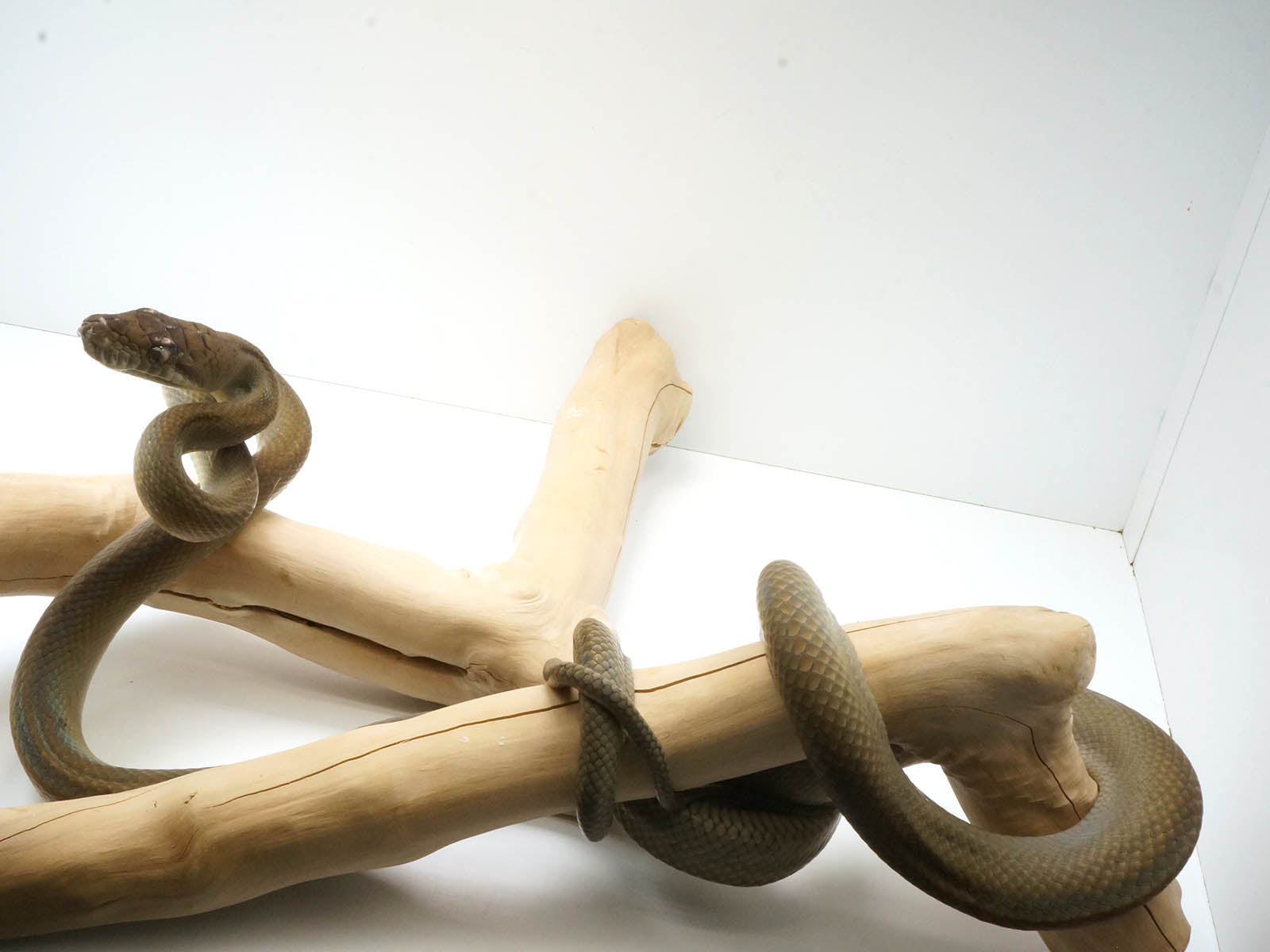 2021 Female Southern Scrub Python