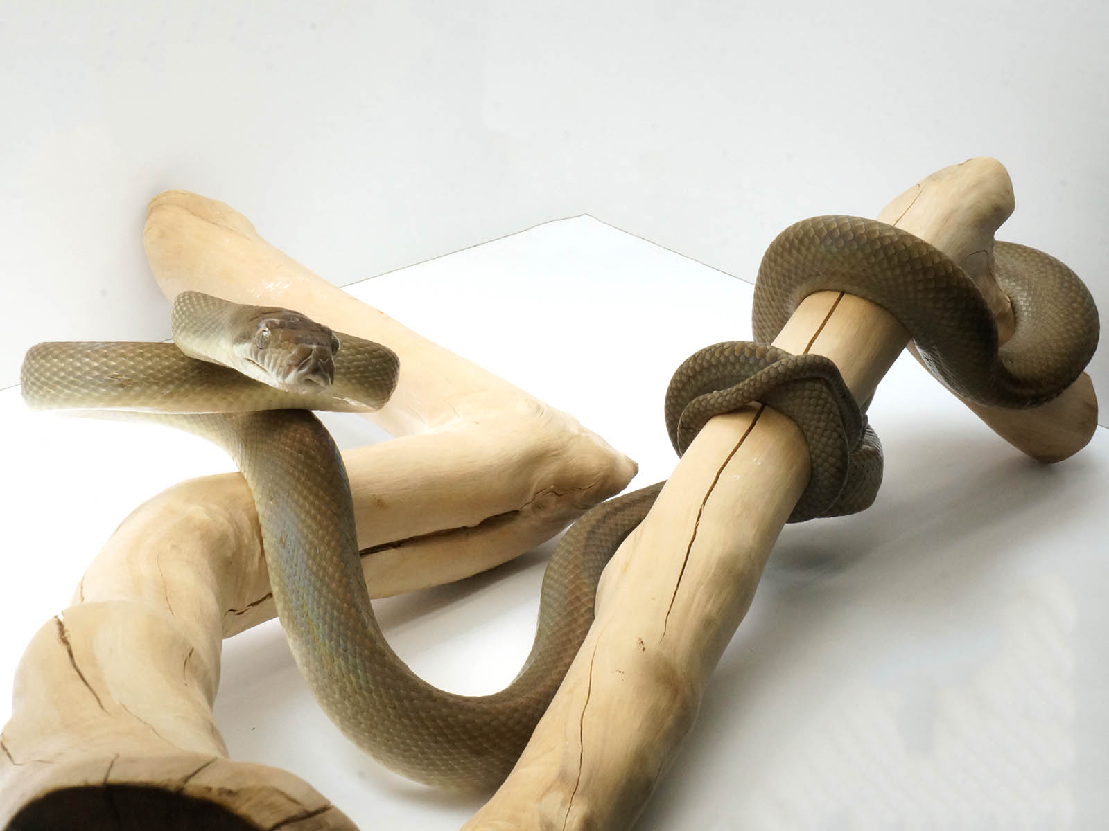 2021 Female Southern Scrub Python