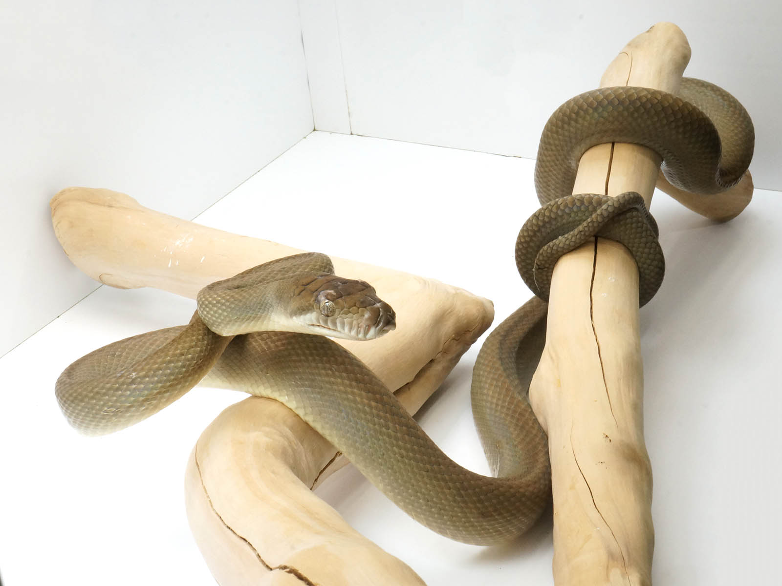 2021 Female Southern Scrub Python