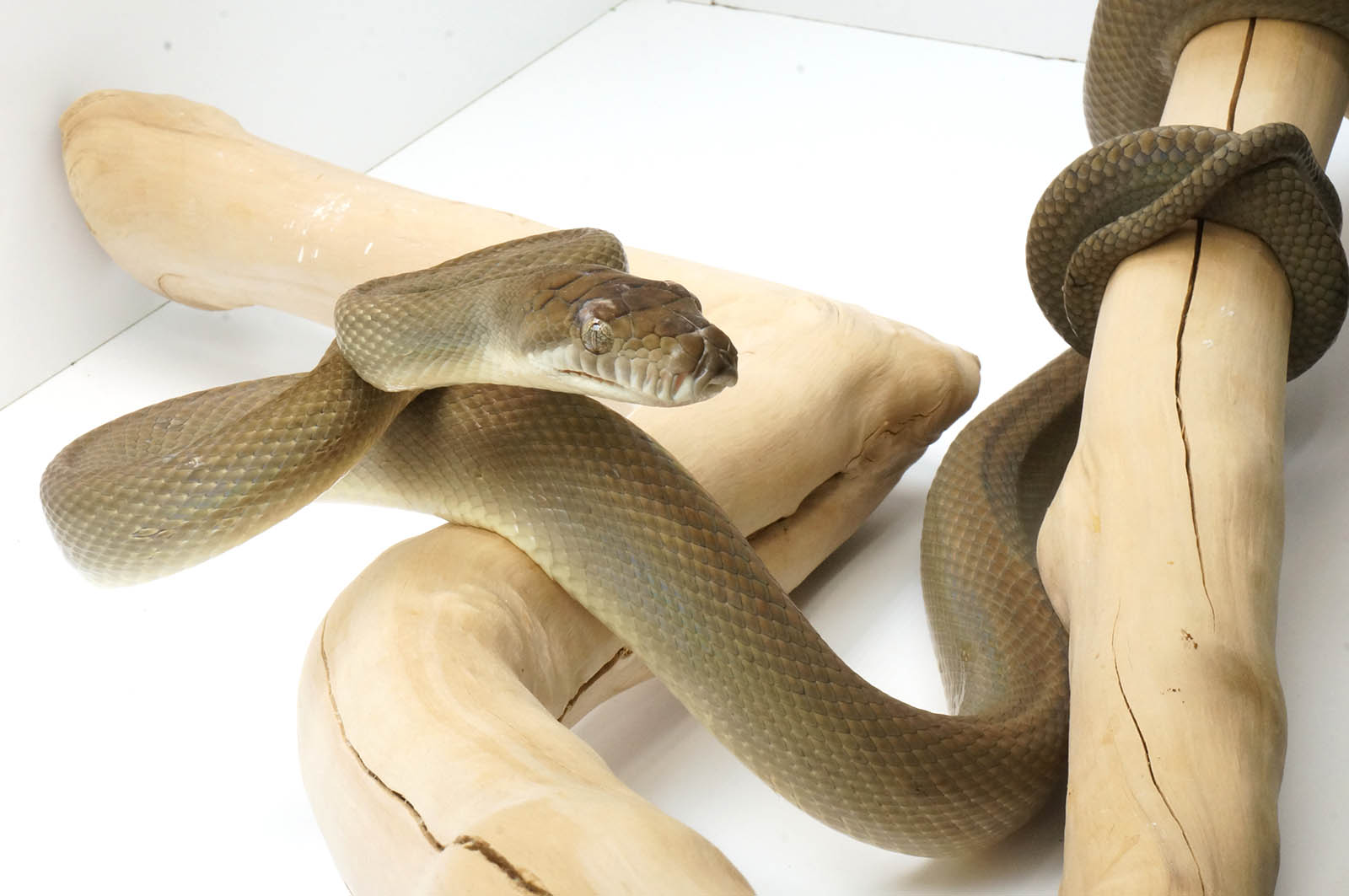 2021 Female Southern Scrub Python