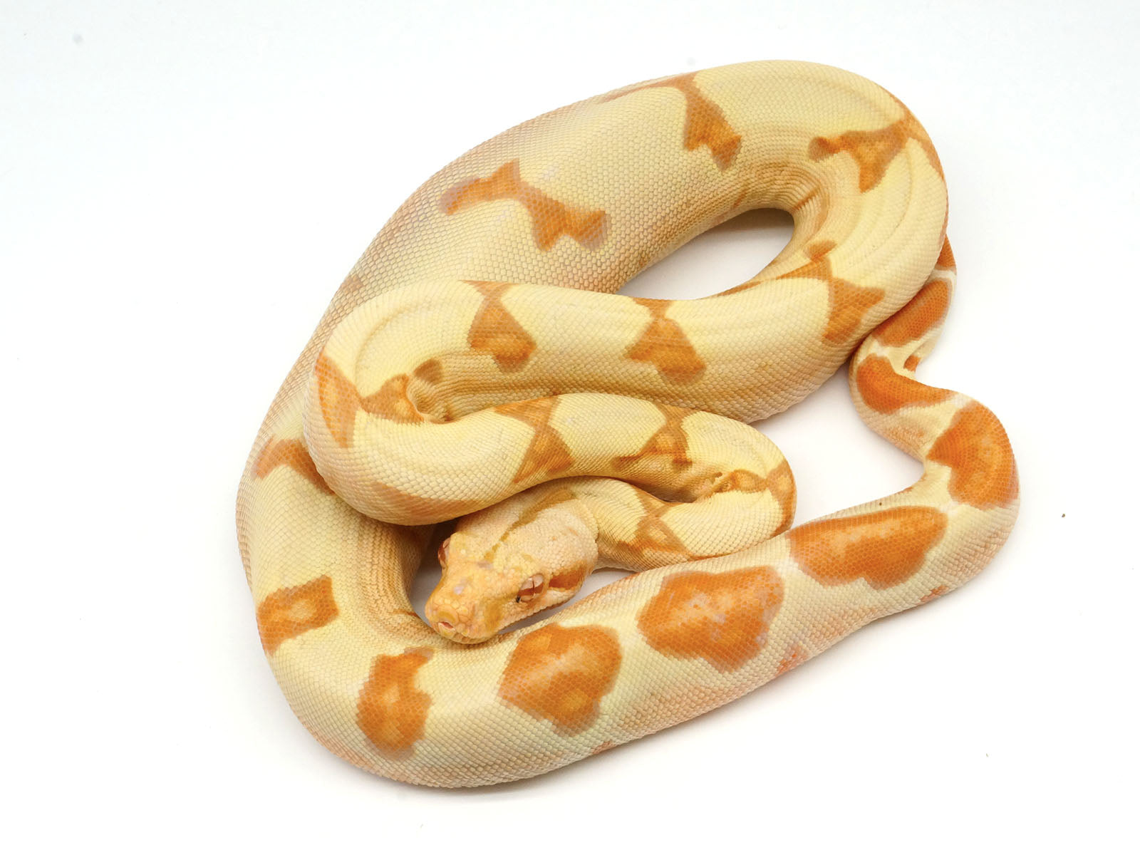 2021 Female Sunglow Possible Jungle Boa Constrictor
