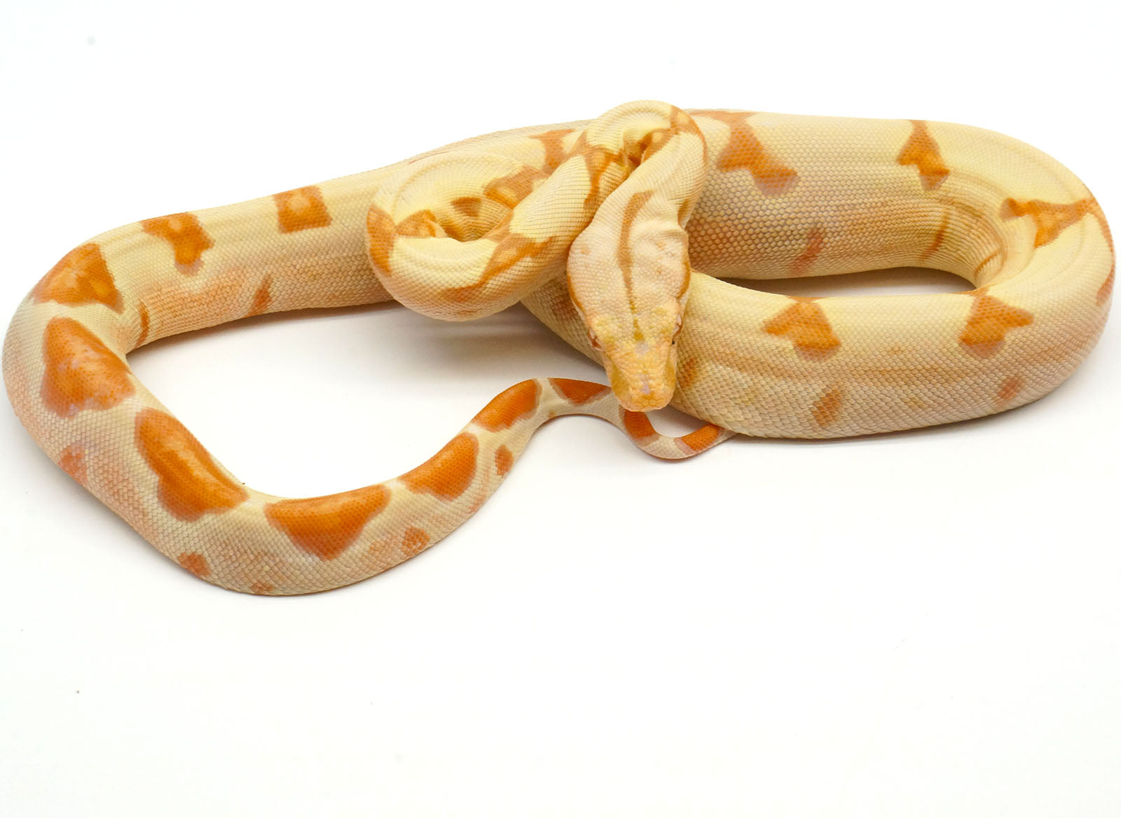 2021 Female Sunglow Possible Jungle Boa Constrictor