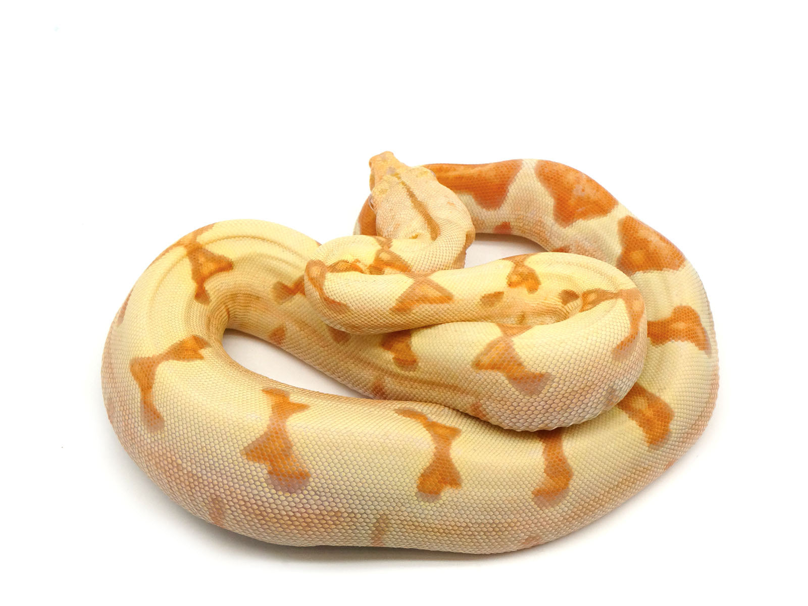 2021 Female Sunglow Possible Jungle Boa Constrictor