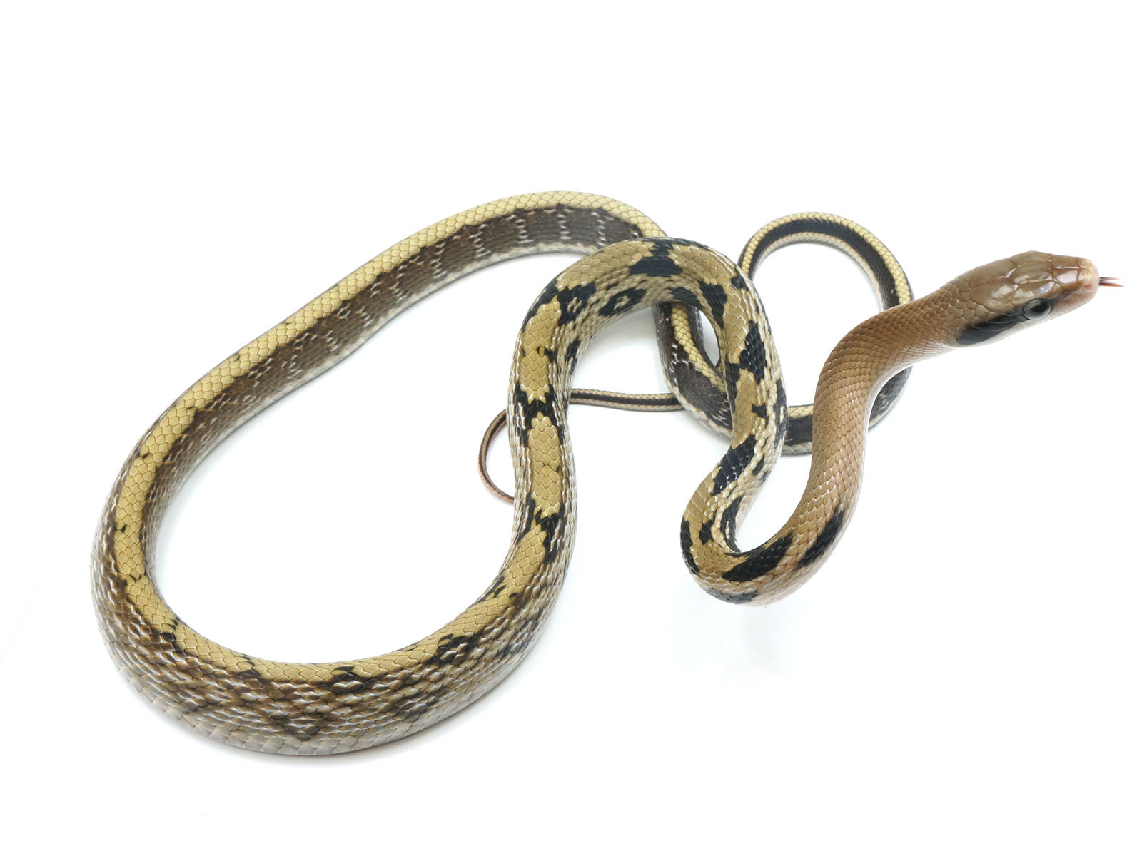 2021 Female Yunnan Beauty Snake