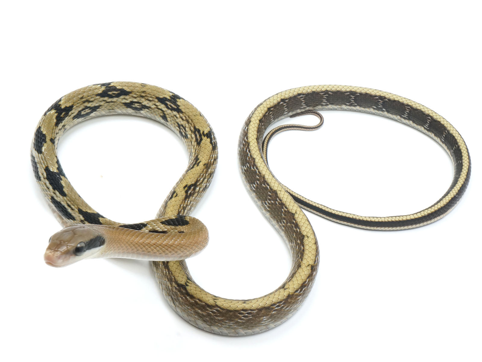 2021 Female Yunnan Beauty Snake
