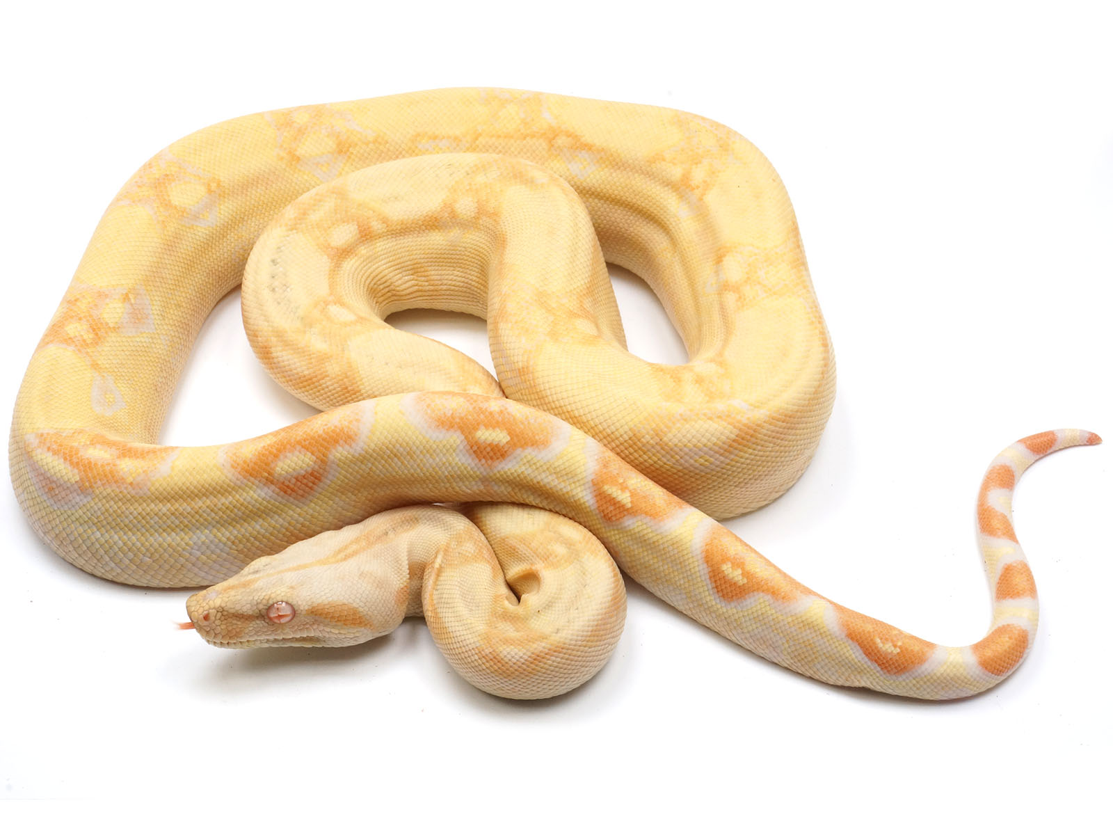 2021 Male Albino IMG Boa Constrictor