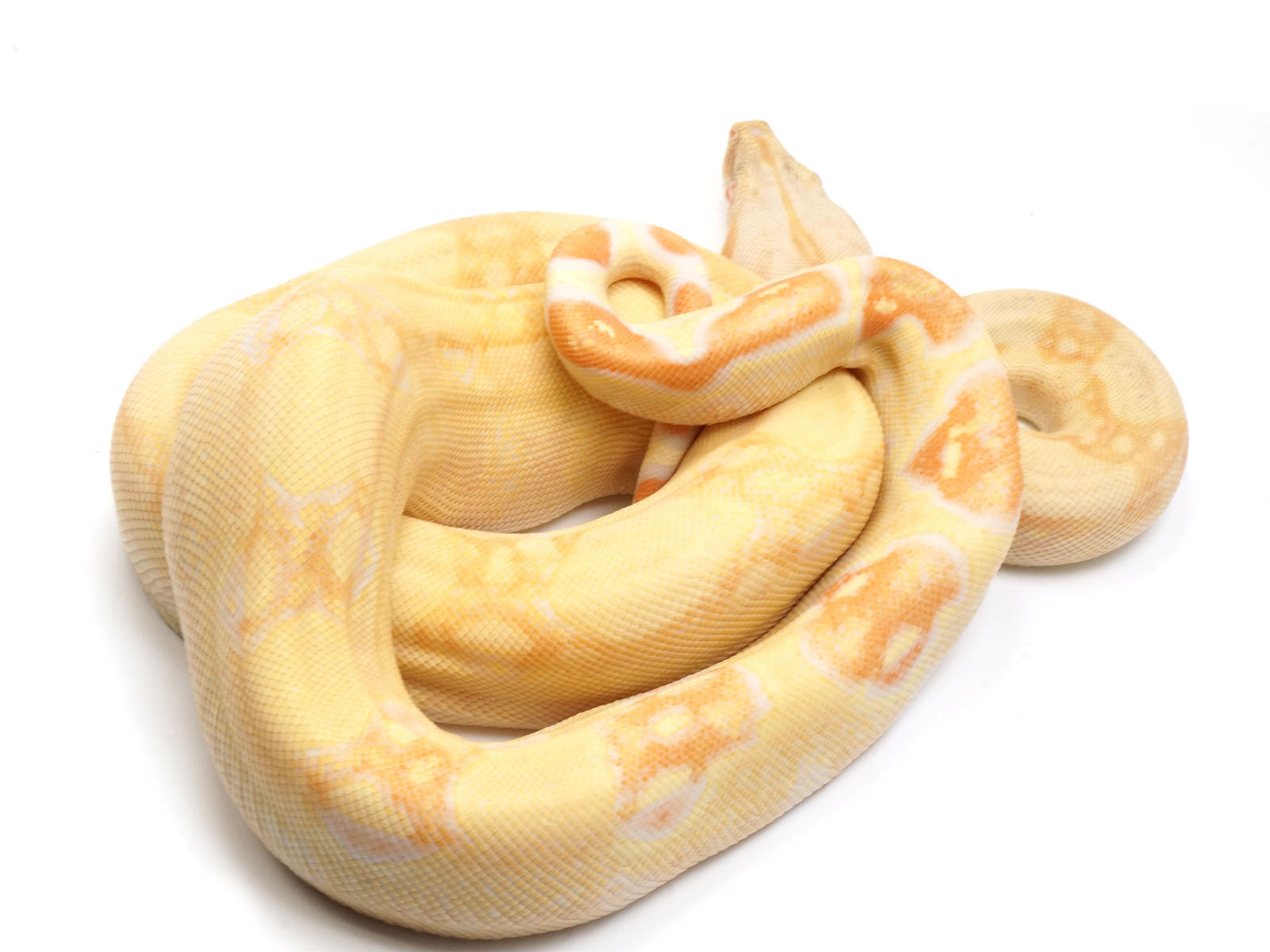 2021 Male Albino IMG Boa Constrictor