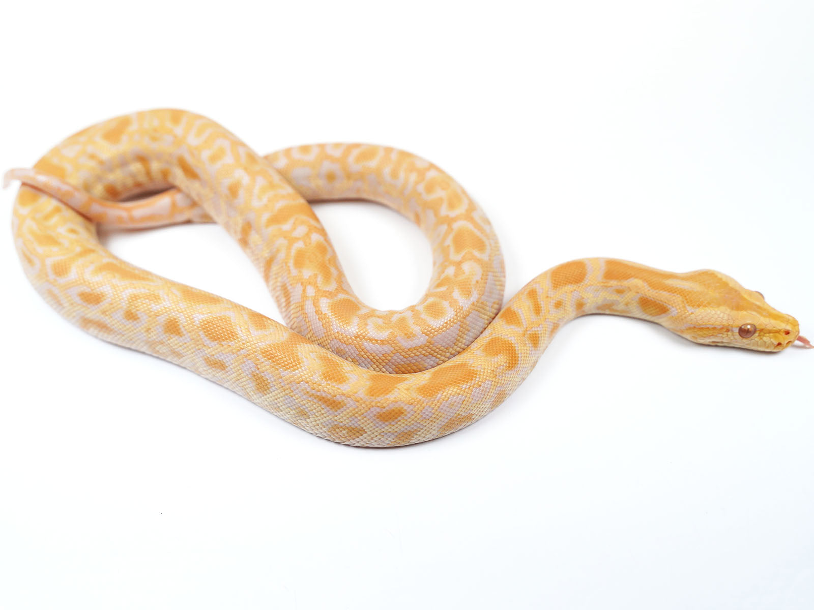 2021 Male Albino het Gulf Coast Caramel Burmese Python