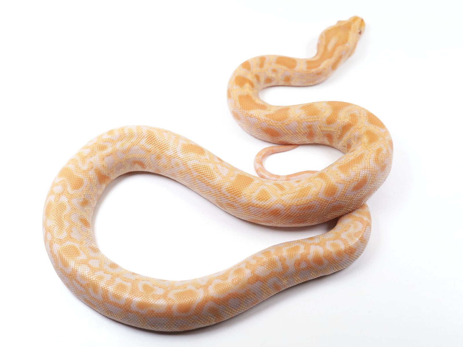 2021 Male Albino het Gulf Coast Caramel Burmese Python