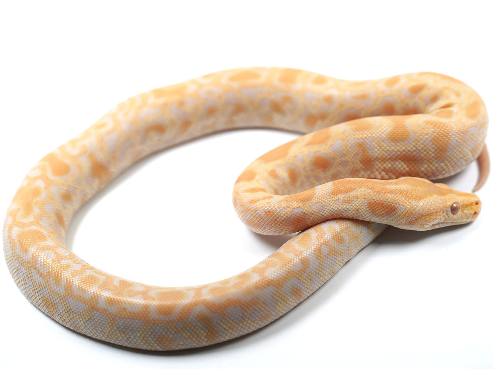 2021 Male Albino het Gulf Coast Caramel Burmese Python