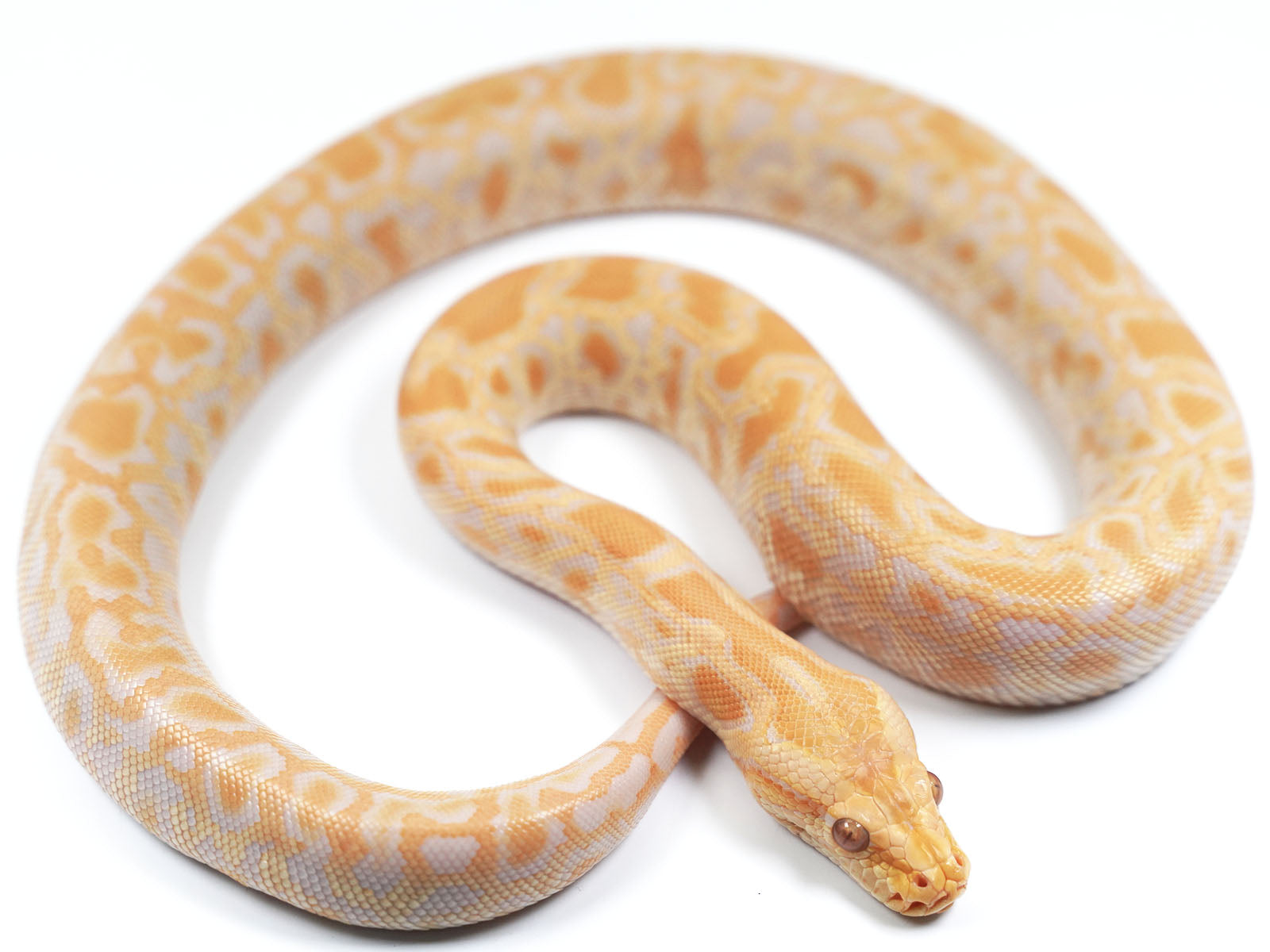 2021 Male Albino het Gulf Coast Caramel Burmese Python