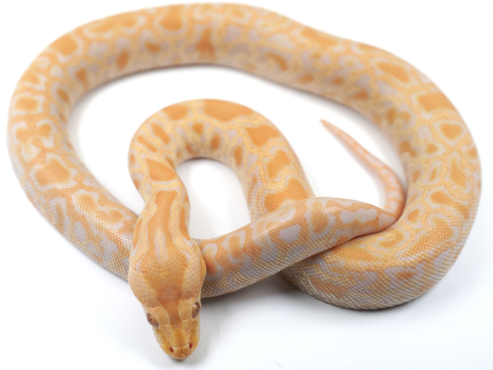 2021 Male Albino het Gulf Coast Caramel Burmese Python