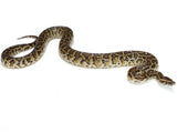 Load image into Gallery viewer, 2021 Male Burmese Python